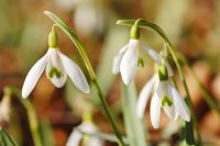 Common snowdrop (Galanthus nivalis)