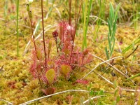 Common Sundew or Round-leaved Sundew (Drosera rotundifolia)