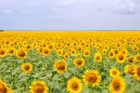 Girasol (Helianthus annuus)