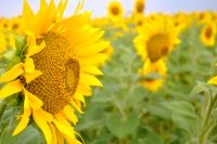 Girasol (Helianthus annuus)