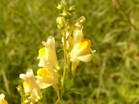 Common Toadfla, Yellow Toadflax (Linaria vulgaris)