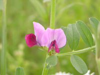 Common Vetch (Vicia sativa)