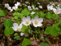 Common Wood-sorrel (Oxalis acetosella)