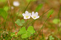 Common Wood-sorrel (Oxalis acetosella)