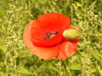 Corn Poppy, Corn Rose (Papaver rhoeas)