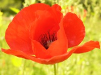 Corn Poppy, Corn Rose (Papaver rhoeas)