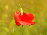 Corn Poppy, Corn Rose (Papaver rhoeas)
