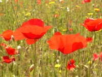 Corn Poppy, Corn Rose (Papaver rhoeas)