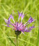 Centàurea montana (Centaurea montana)