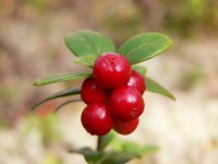 Cowberry (Vaccinium vitis-idaea)