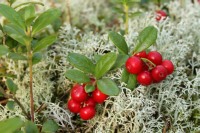 Cowberry (Vaccinium vitis-idaea)
