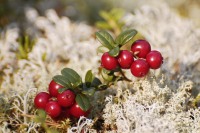 Cowberry (Vaccinium vitis-idaea)