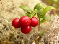 Cowberry (Vaccinium vitis-idaea)