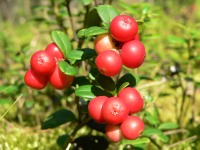 Cowberry (Vaccinium vitis-idaea)