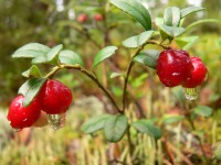 Cowberry (Vaccinium vitis-idaea)