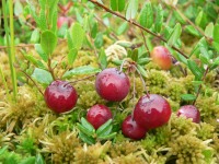 Cranberries (Vaccinium oxycoccos)