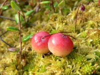 Cranberries (Vaccinium oxycoccos)