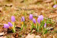 Saffron crocus (Crocus sativus)