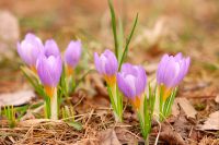 Saffron crocus (Crocus sativus)