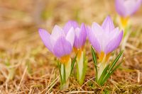 Saffron crocus (Crocus sativus)