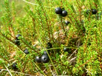Black crowberry (Empetrum nigrum)