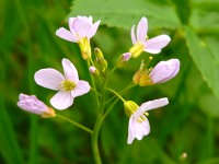 Cuckoo Flower or Lady's Smock (Cardamine pratensis)