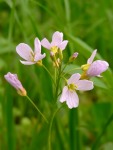 Cuckoo Flower or Lady's Smock (Cardamine pratensis)