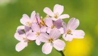 Cuckoo Flower or Lady's Smock (Cardamine pratensis)