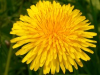 Diente de león (Taraxacum officinale)