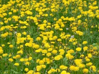Diente de león (Taraxacum officinale)