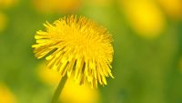 Diente de león (Taraxacum officinale)