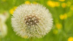 Diente de león y botónes de oro (Taraxacum officinale, Ranunculus acris)
