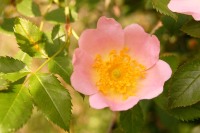 Dog Rose (Rosa canina)