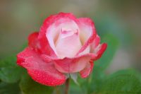 Hybrid tea rose