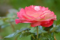 Hybrid tea rose