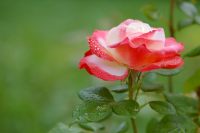 Hybrid tea rose