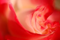 Hybrid tea rose