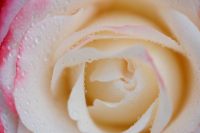 Hybrid tea rose