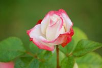 Hybrid tea rose