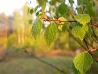 Downy Birch (Betula pubescens)