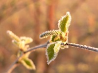 Downy Birch (Betula pubescens)