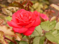 Rose (Rosa)
