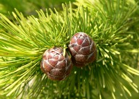 Larch (Larix decidua)