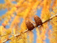 Larch (Larix decidua)