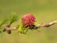 Larch (Larix decidua)