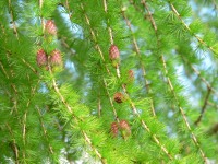 Larch (Larix decidua)