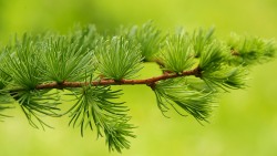 Larch (Larix decidua)