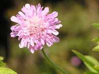 Field Scabious (Knautia arvensis)