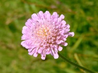 Field Scabious (Knautia arvensis)