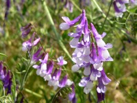 Fine-leaved vetch (Vicia tenuifolia)